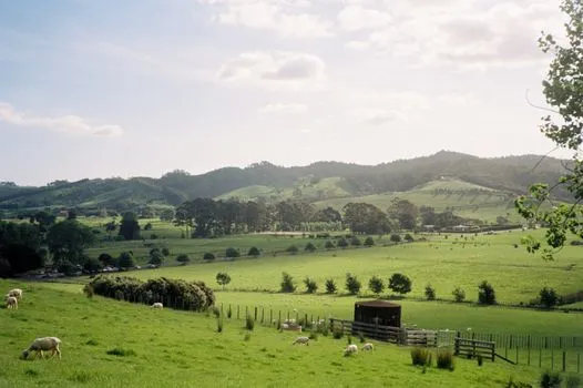 Māori art, pounamu and New Zealand wool